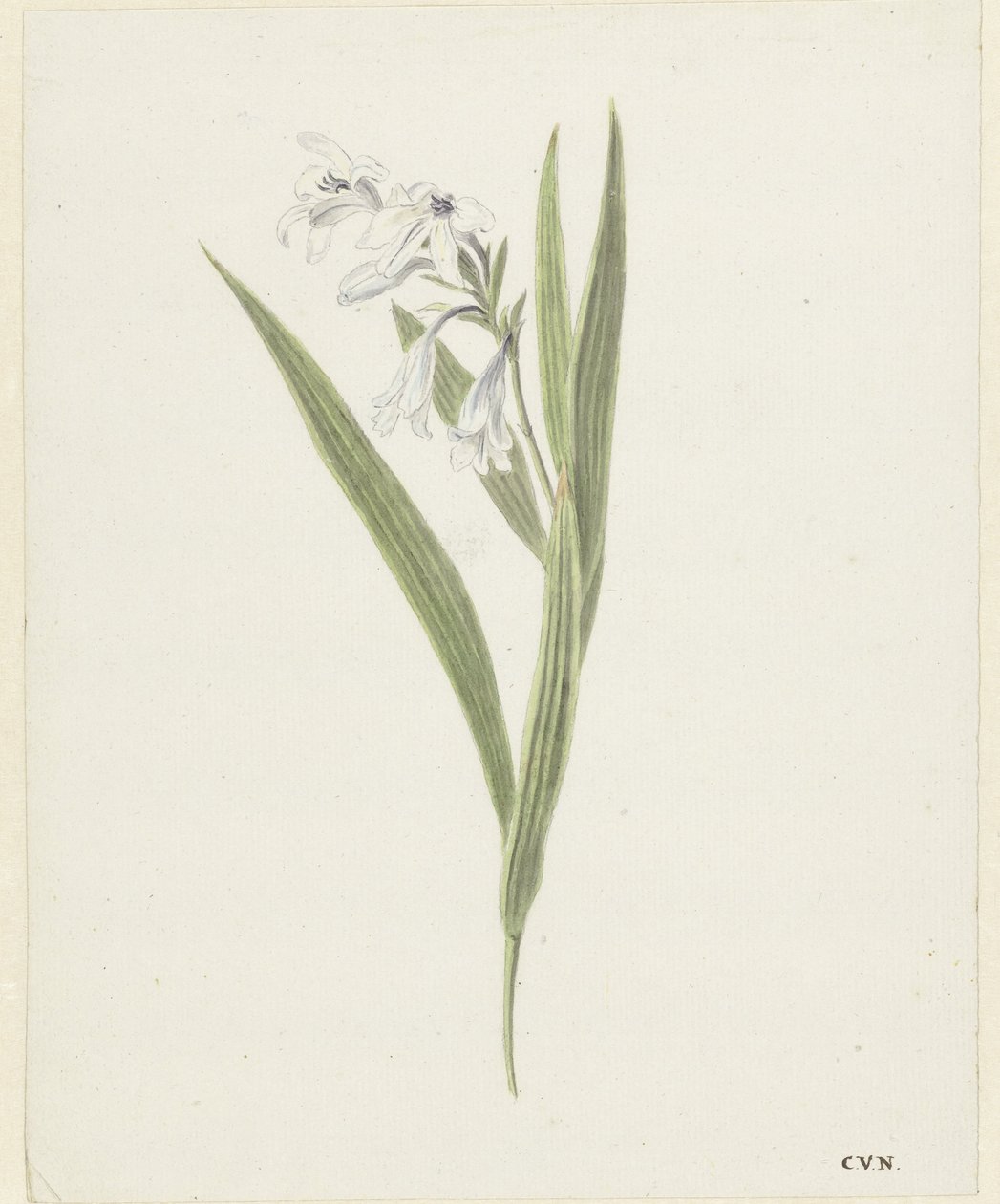 Frezja autorstwa Cornelis van Noorde