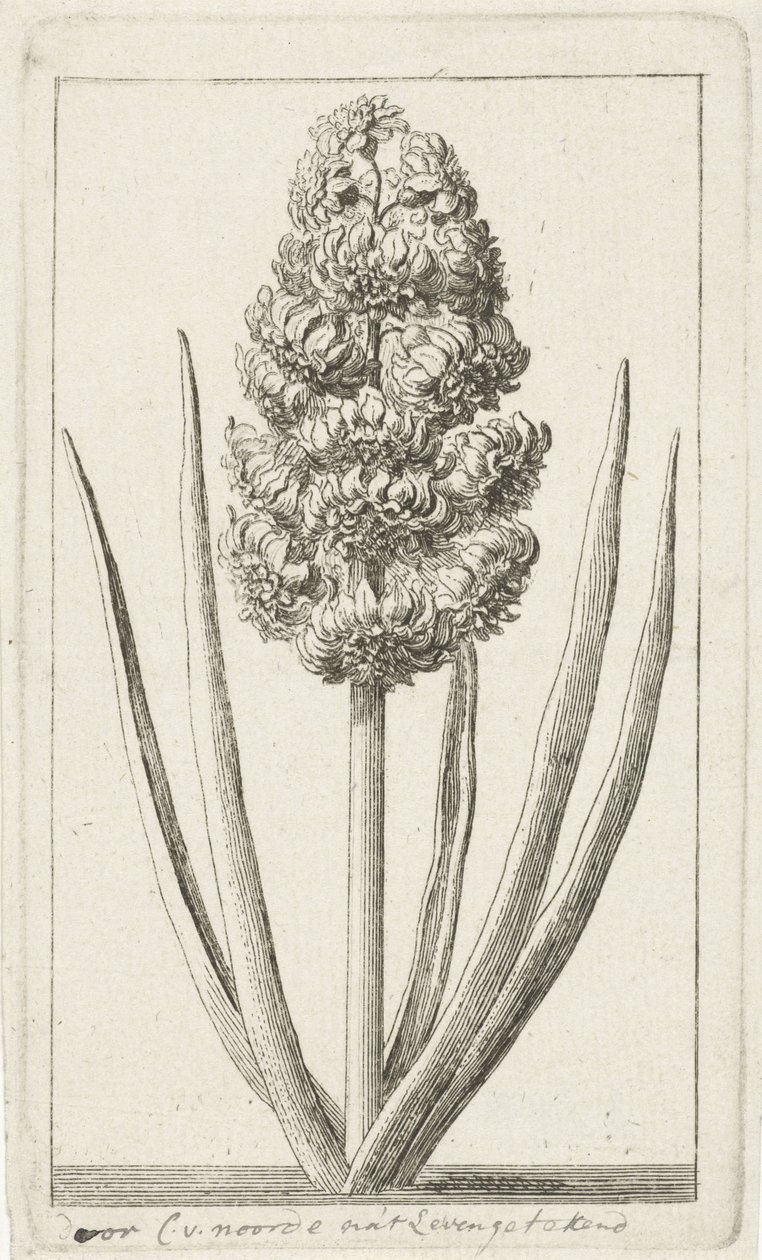 Hiacynt autorstwa Cornelis van Noorde