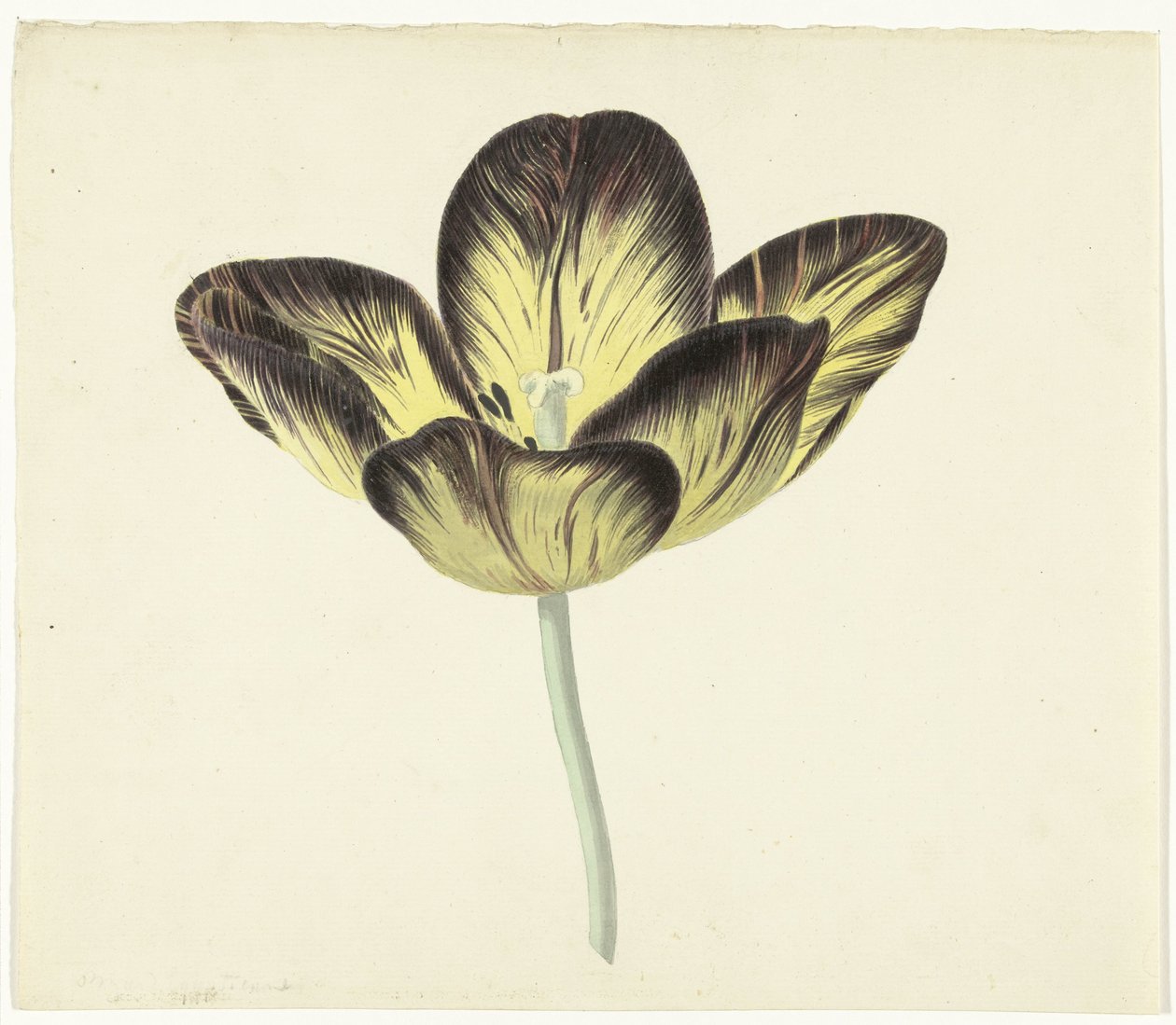 Tulipan zwany Bizard Egyptienne autorstwa Cornelis van Noorde