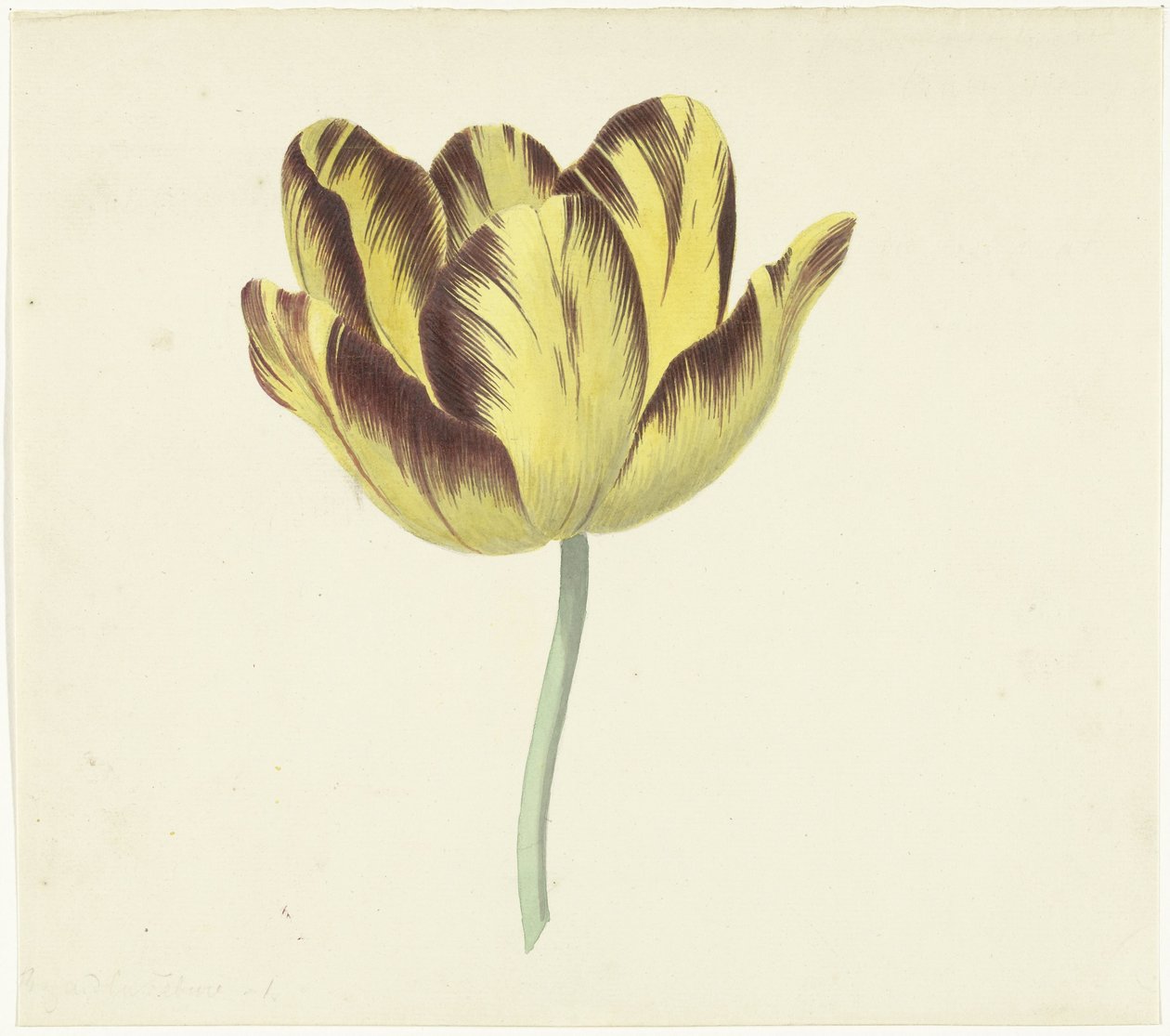 Tulipan zwany Bizard Le Febure No. 1 autorstwa Cornelis van Noorde