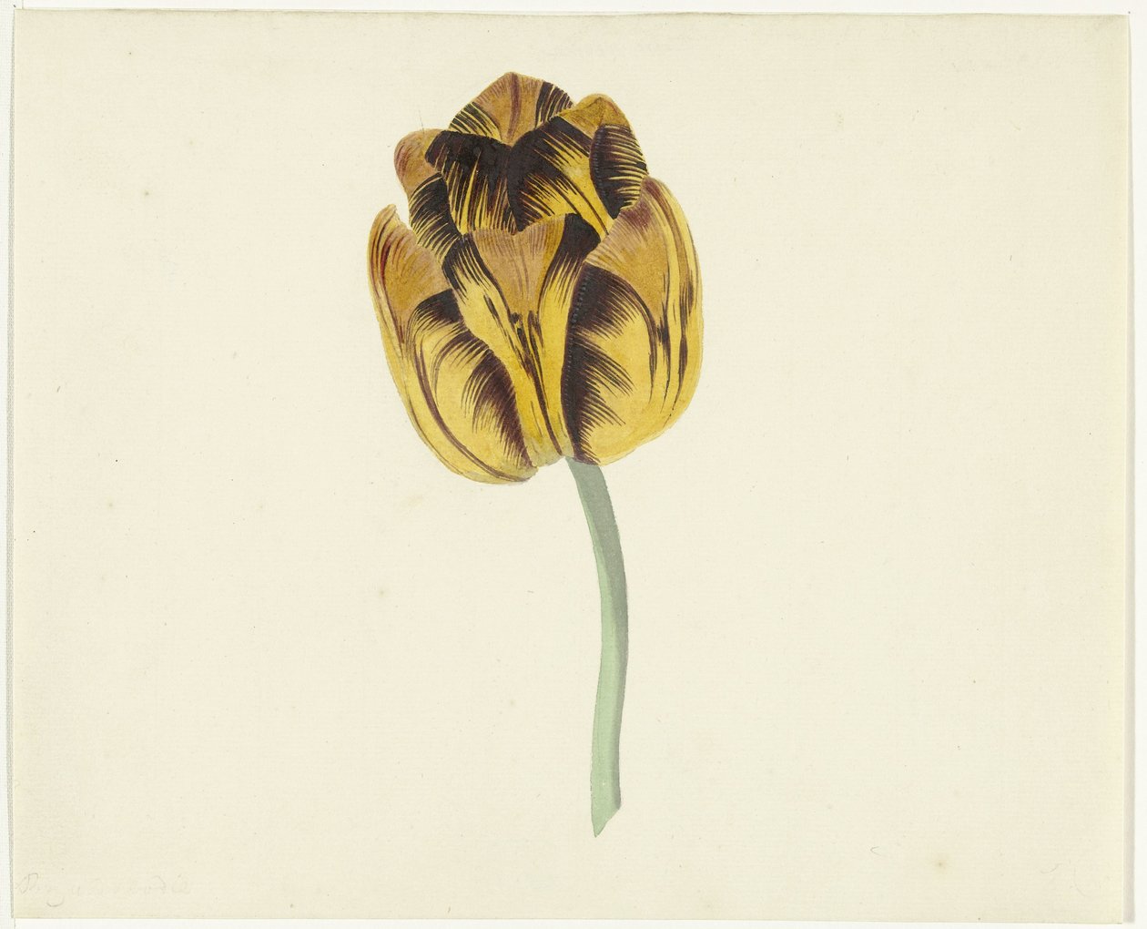 Tulipan zwany Bizard Leodie autorstwa Cornelis van Noorde