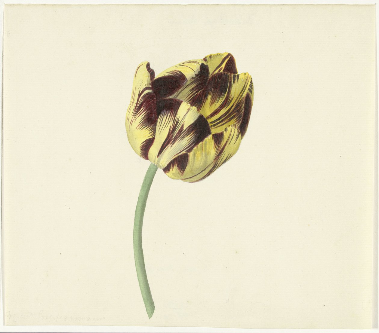 Tulp zwany Bizardem Papieżem Rzymskim autorstwa Cornelis van Noorde