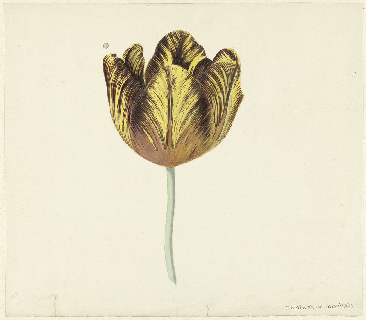 Tulip zwany Bizard Sub. a autorstwa Cornelis van Noorde