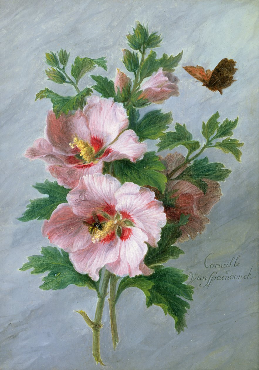 Hibiskus kontra marmurowa półka autorstwa Cornelis van Spaendonck