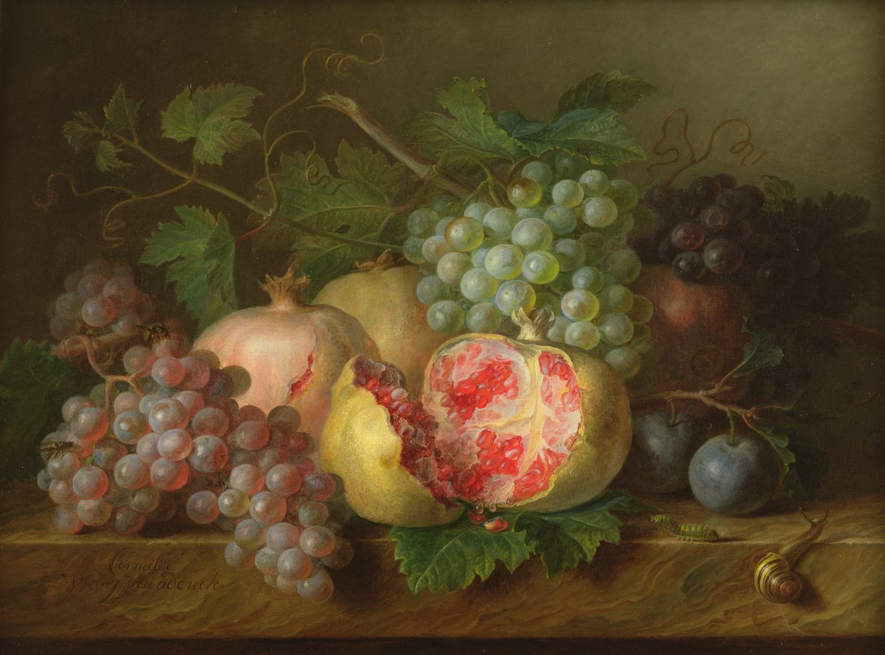Martwa natura z granatów, winogron i śliwek na marmurowej półce (panel) autorstwa Cornelis van Spaendonck