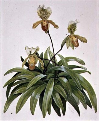PD.412-1973 Lady Slipper Orchid z Nepalu (insygne Paphiopedilum) autorstwa Cornelius B. Durham