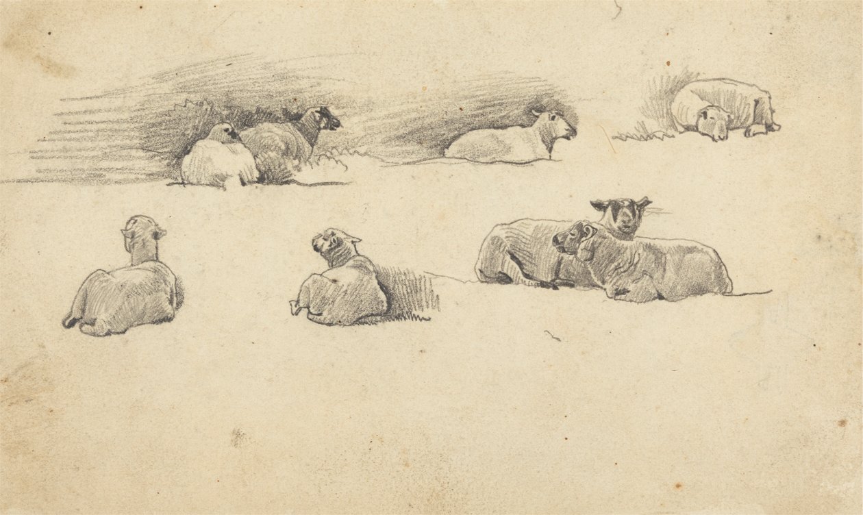Studium owiec autorstwa Cornelius Varley