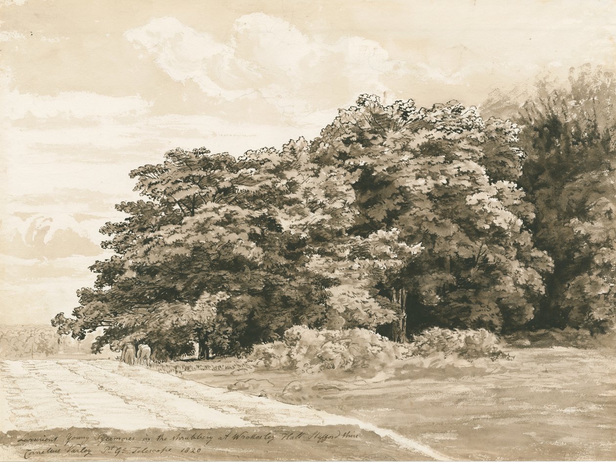 Wrottesley Hall - The Shrubbery: rysunek w sepii, 1820 autorstwa Cornelius Varley