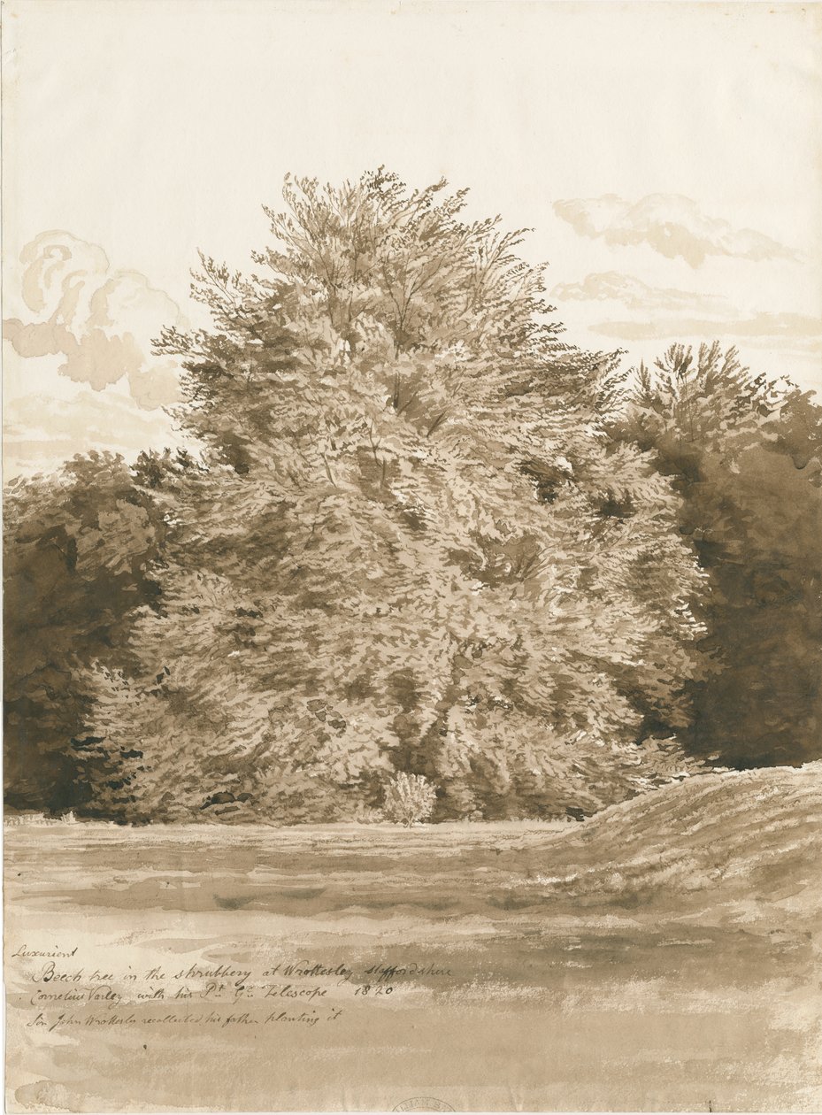 Wrottesley Hall - The Shrubbery: rysunek w sepii, 1820 autorstwa Cornelius Varley
