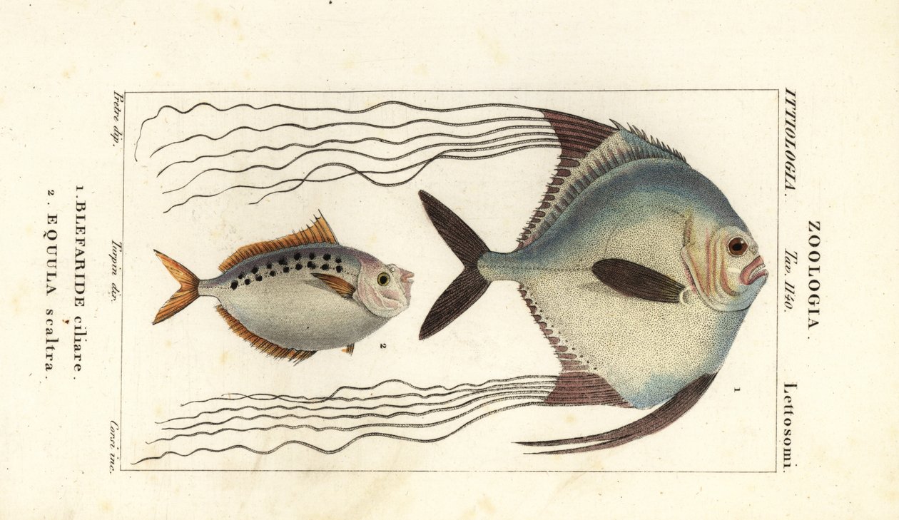 Afrykańska pompano, Alectis ciliaris, Blepharis ciliaris, Blefaride ciliare 1 i Ponyfish, Poulain Ruse, Leiognathus equulus 2 autorstwa Corsi Corsi