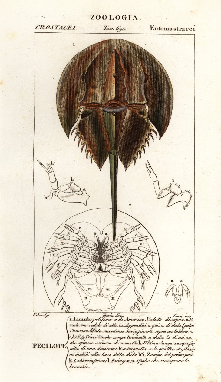 Krab podkowy atlantycki , Limulus polyphemus autorstwa Corsi Corsi