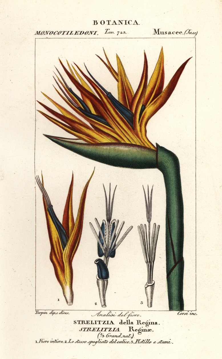 Kwiat rajskiego ptaka, Strelitzia reginae autorstwa Corsi Corsi
