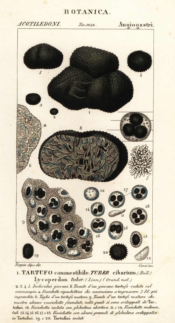 Czarna trufla, Tuber melanosporum (bulwa spożywcza, trufla jadalna, bulwa Lycoperdon) autorstwa Corsi Corsi
