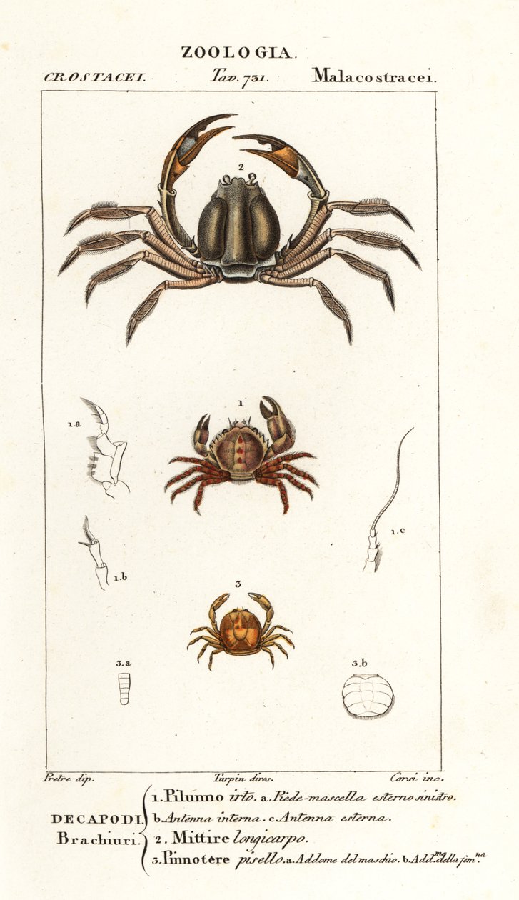 Krab najeżony, Pilumnus hirtellus 1, jasnoniebieski krab żołnierz, Mictyris longicarpus 2, krab grochowy, Pinnotheres pisum 3 autorstwa Corsi Corsi