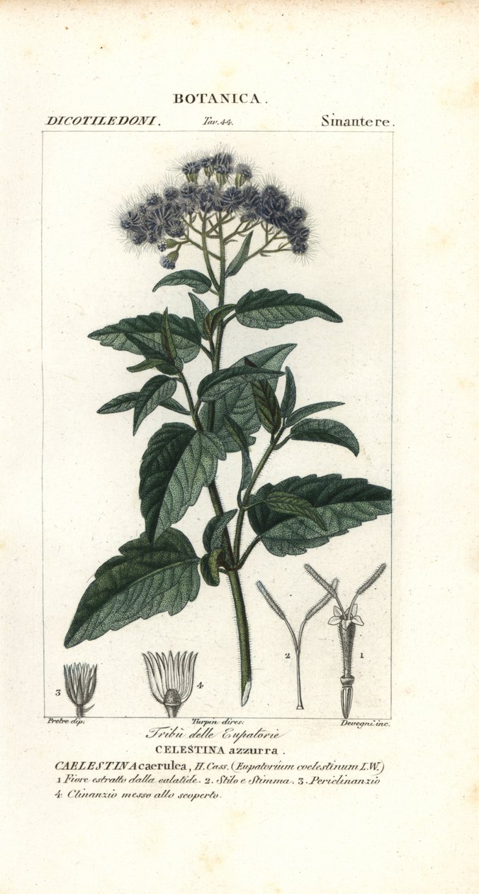 Mgiełka motylkowa, Ageratum corymbosum autorstwa Corsi Corsi