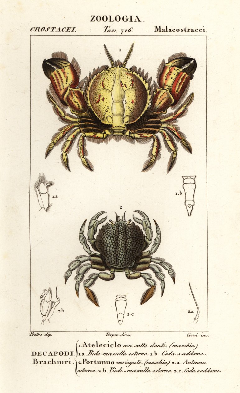 Krab okrągły i krab pływający autorstwa Corsi Corsi