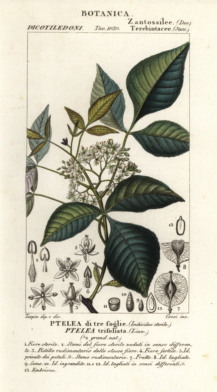 Chmiel zwyczajny, Ptelea trifoliata, Ptelea trójlistna autorstwa Corsi Corsi