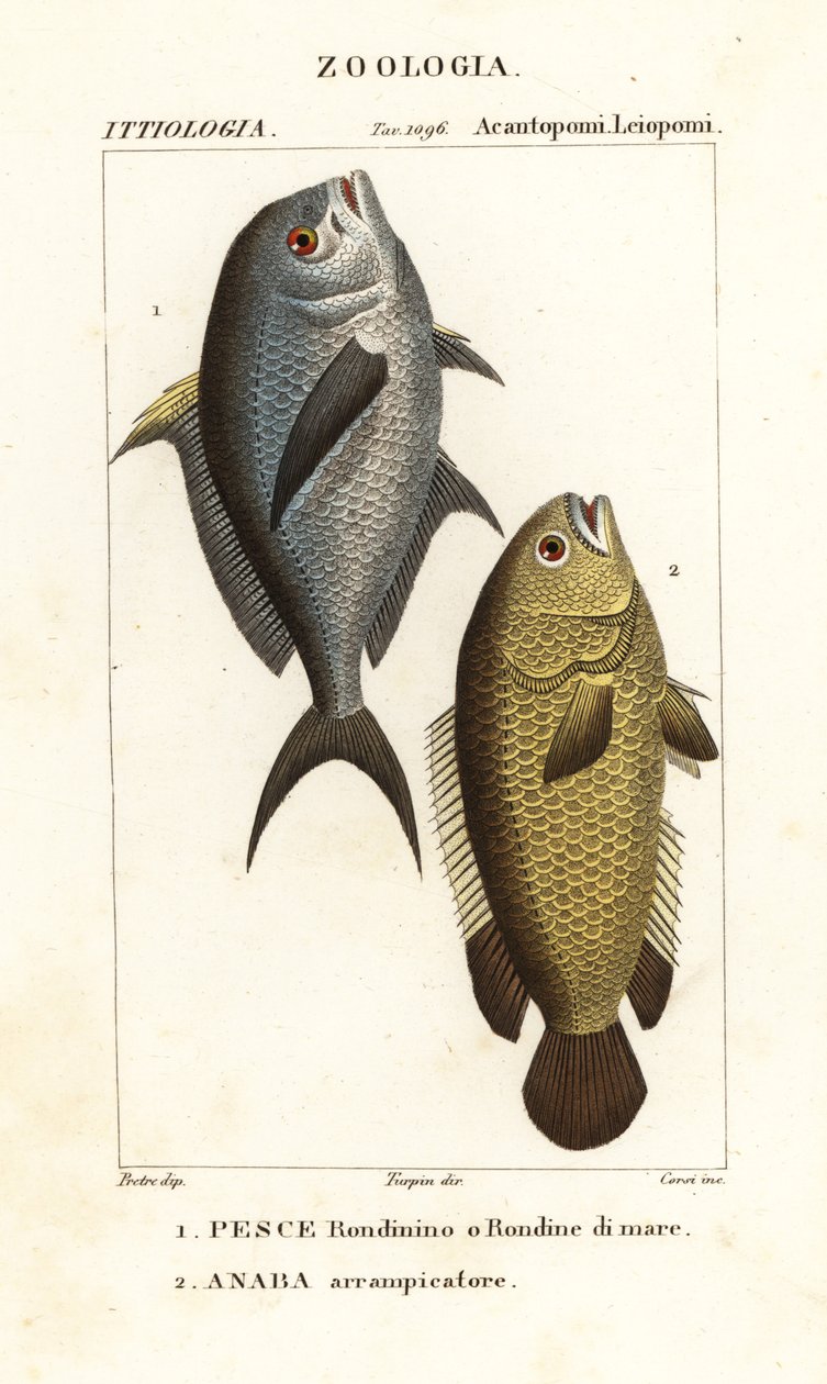 Damselfish, Chromis chromis 1 i pnący okoń, Anabas testudineus 2 autorstwa Corsi Corsi
