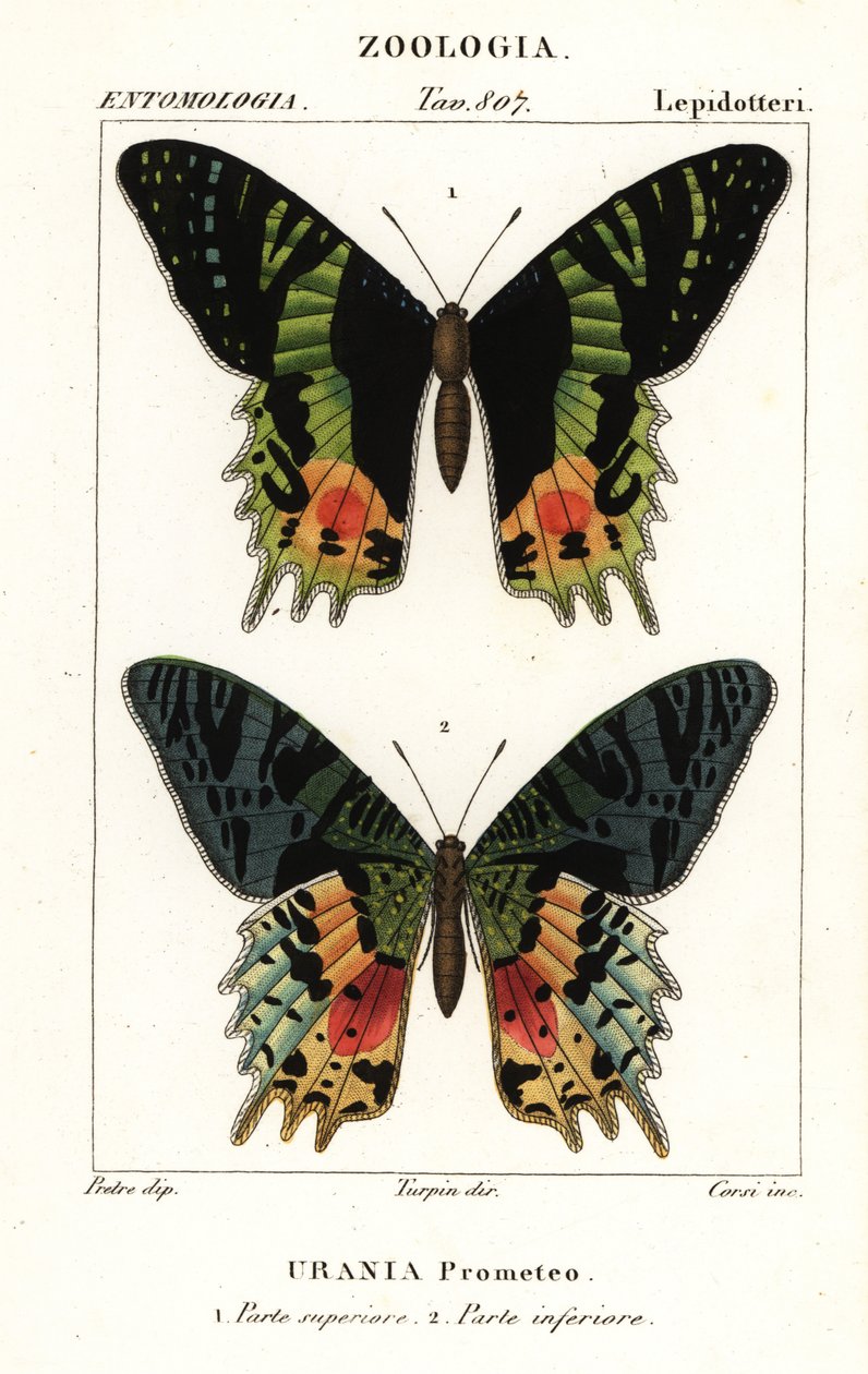 Chrysiridia croesus, Chrysiridia croesus autorstwa Corsi Corsi