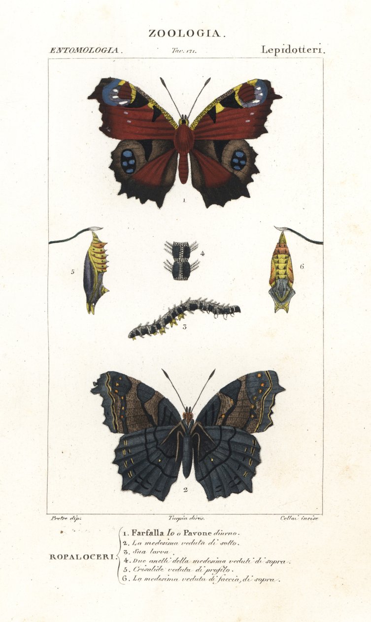Europejski paw motyl , Aglais io autorstwa Corsi Corsi