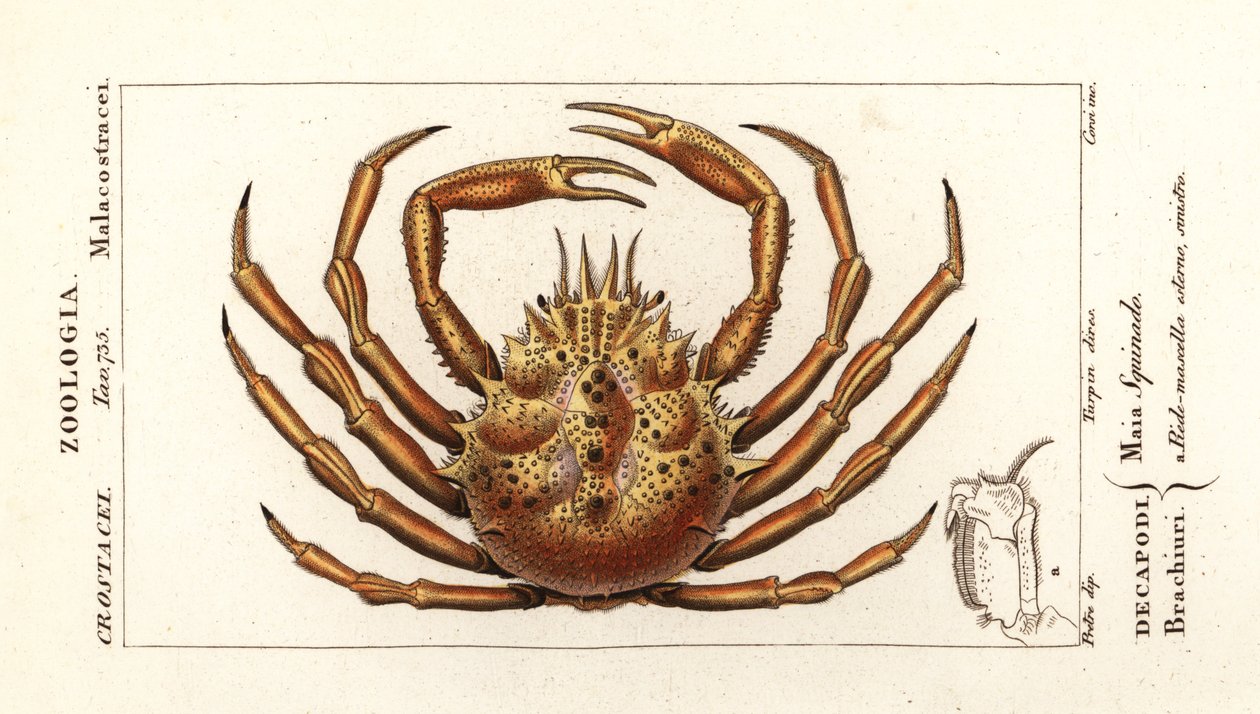 Krab pająk europejski , Maja squinado autorstwa Corsi Corsi