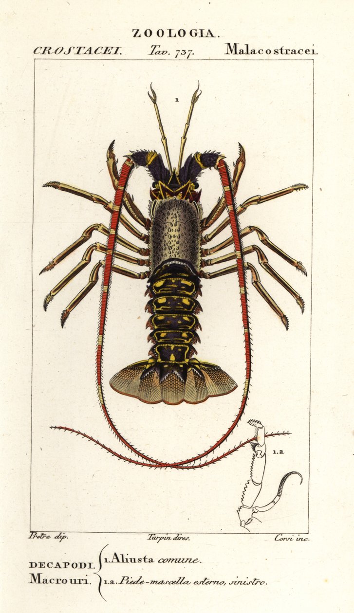 Europejski homar , Palinurus elephas autorstwa Corsi Corsi