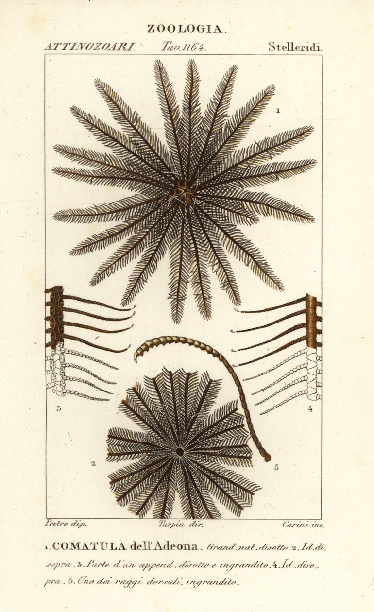 Liliowiec gwiazdowy, Oligometrides adeonae, Comatula adeonae, Comatula dellAdeona autorstwa Corsi Corsi