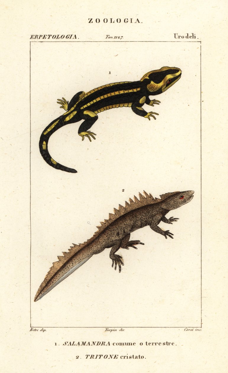 Salamandra plamista, Salamandra salamandra 1 i traszka grzebieniasta, Triturus cristatus (krytycznie zagrożony) 2 autorstwa Corsi Corsi