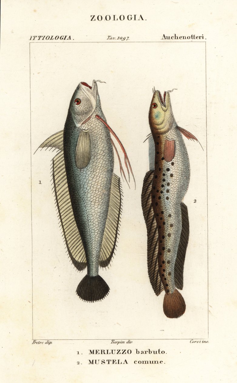Widłobrody, Phycis phycis 1 i pięciobrody motłoch, Ciliata mustela autorstwa Corsi Corsi