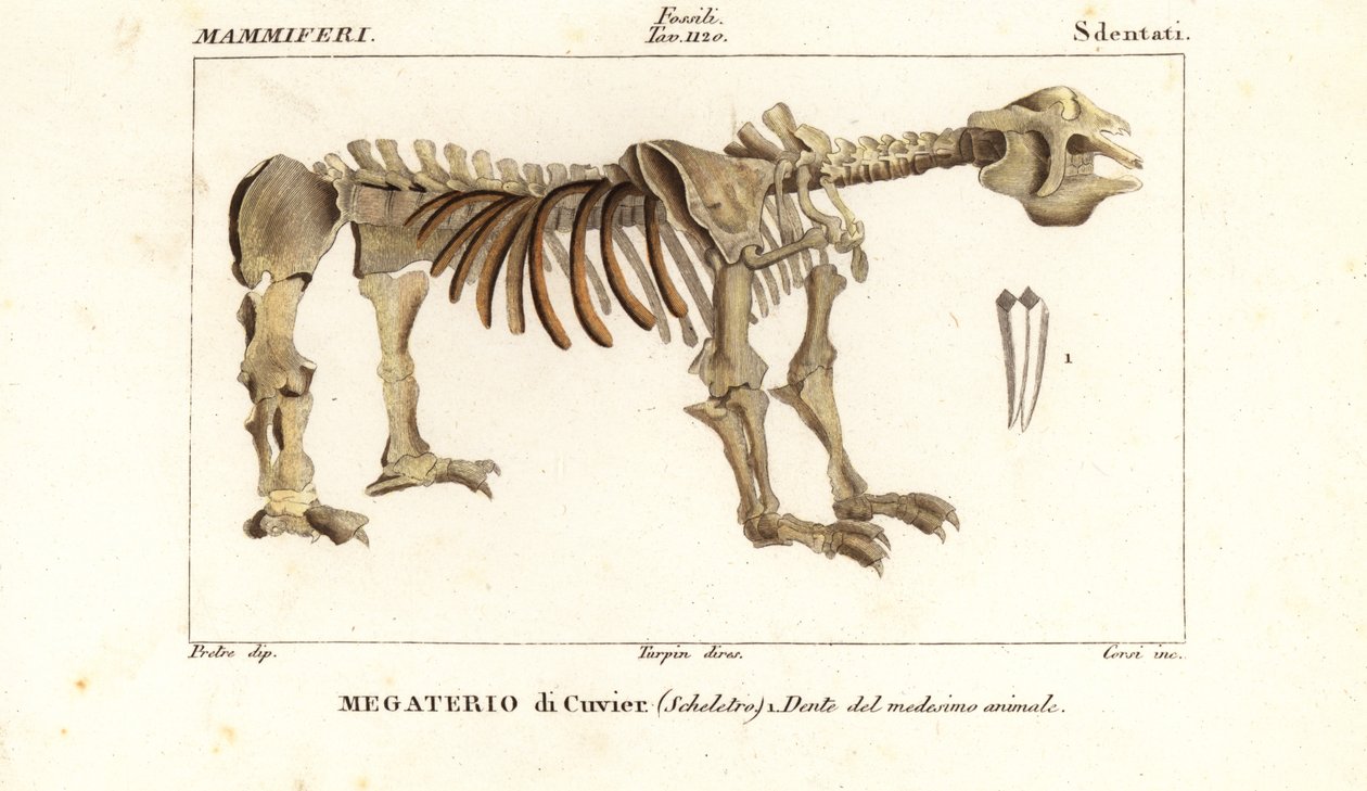 Skamieniały szkielet leniwca olbrzymiego, Megatherium americanum autorstwa Corsi Corsi