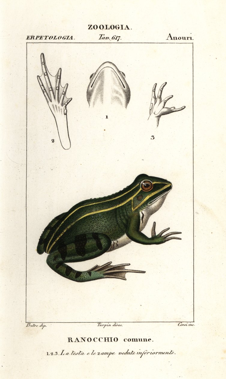 Żaba zielona, Pelophylax kl esculentus autorstwa Corsi Corsi