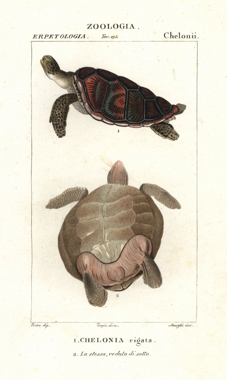 Żółw zielony , Chelonia mydas Zagrożony autorstwa Corsi Corsi