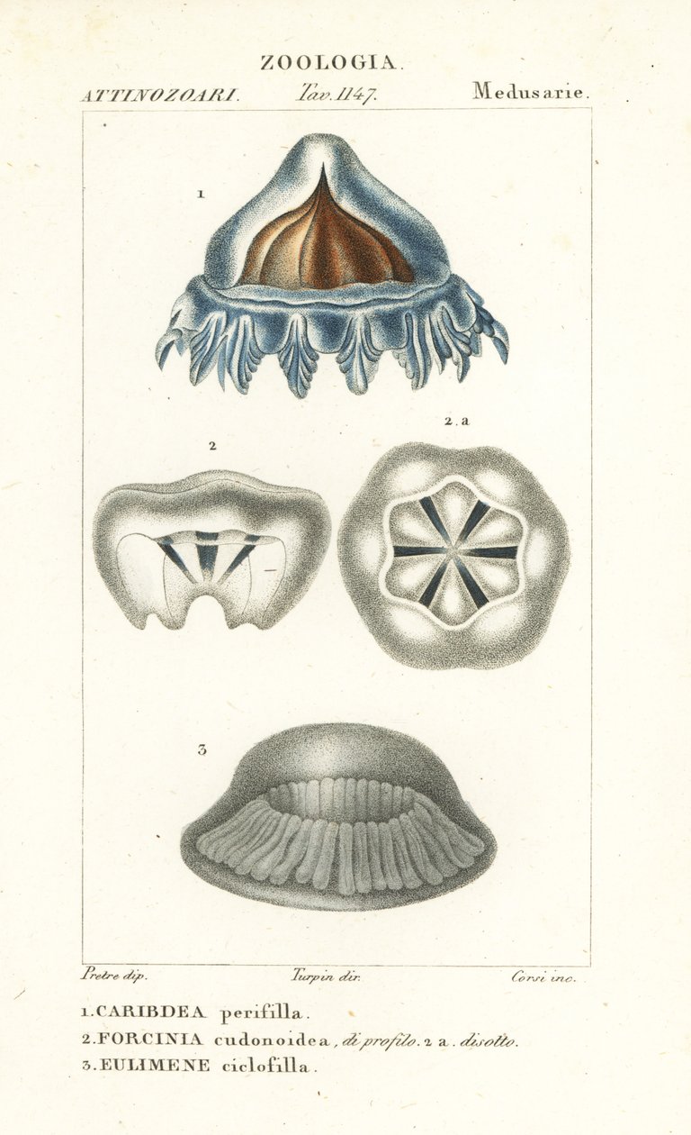 Meduza hełmowa, Periphylla periphylla 1, Phorcynia cudonoidea 2 i Eulimene ciclophylla 3 autorstwa Corsi Corsi