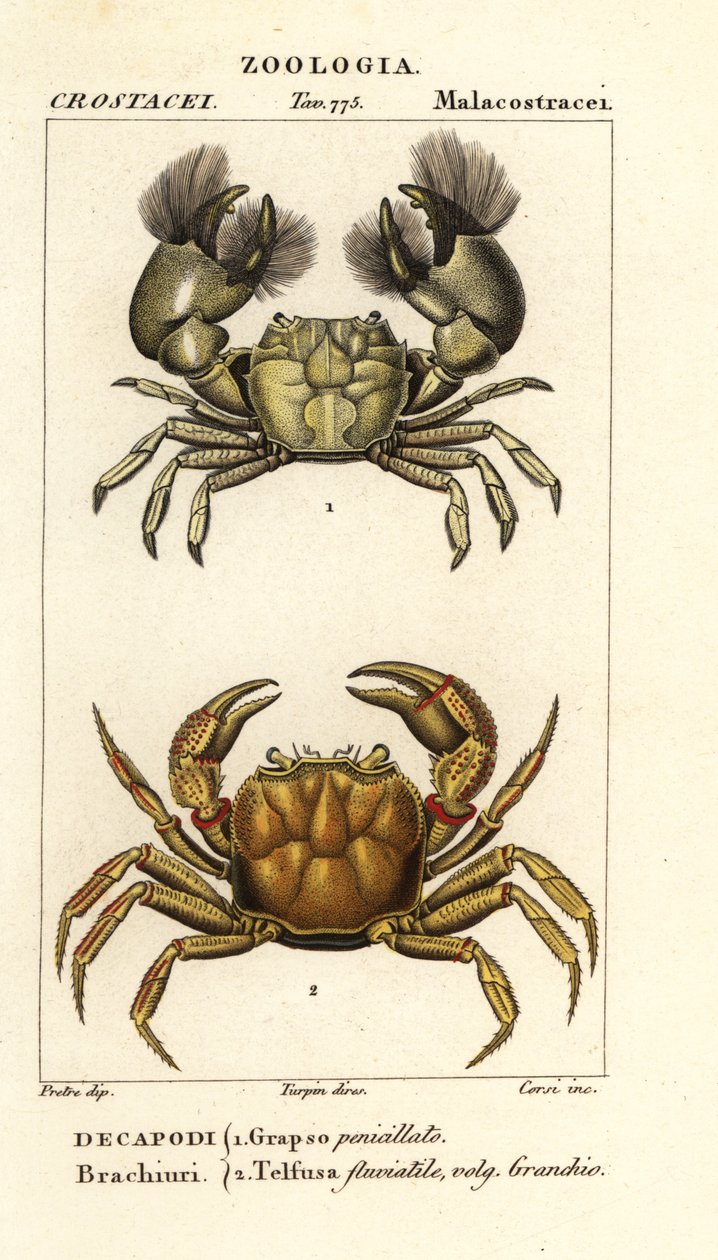 Hemigrapsus penicillatus i Potamon fluviatile autorstwa Corsi Corsi