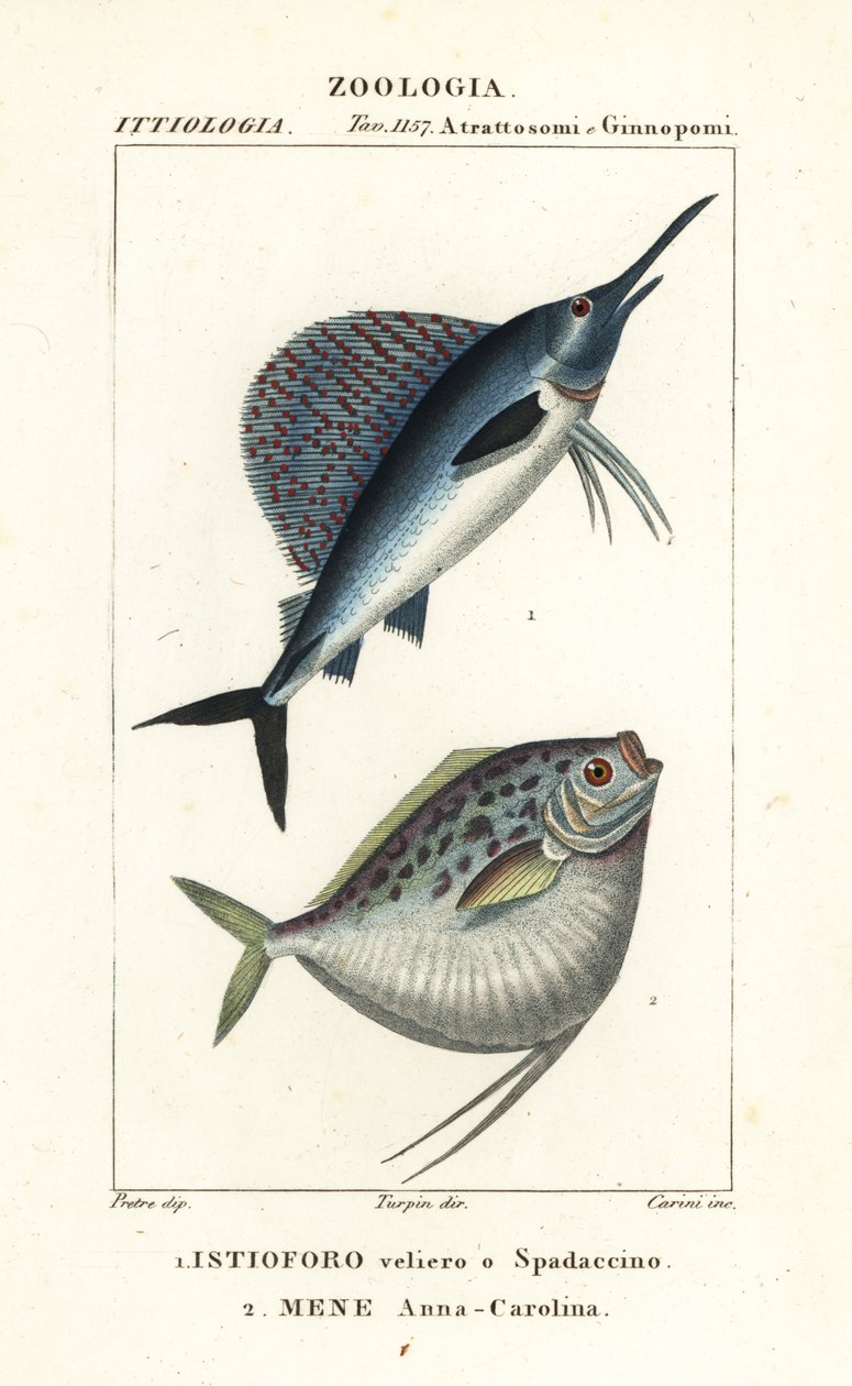 Żaglica Indo-Pacyfiku, Istiophorus platypterus 1 i Moonfish, Mene maculata 2 autorstwa Corsi Corsi