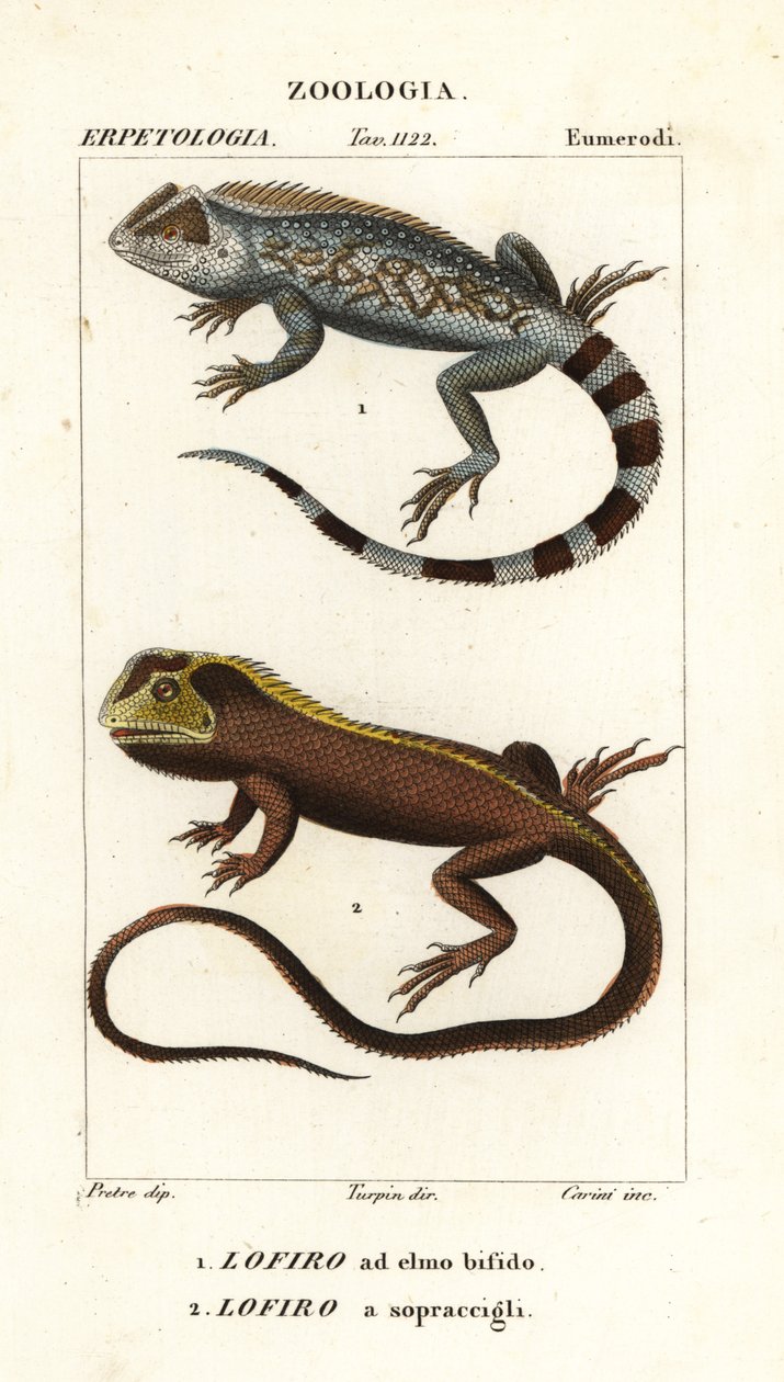 Jaszczurka Lyreshead , Lyriocephalus scutatus 1 i jaszczurka nurkująca lub legwan mophead , Uranoscodon superciliosus 2 autorstwa Corsi Corsi
