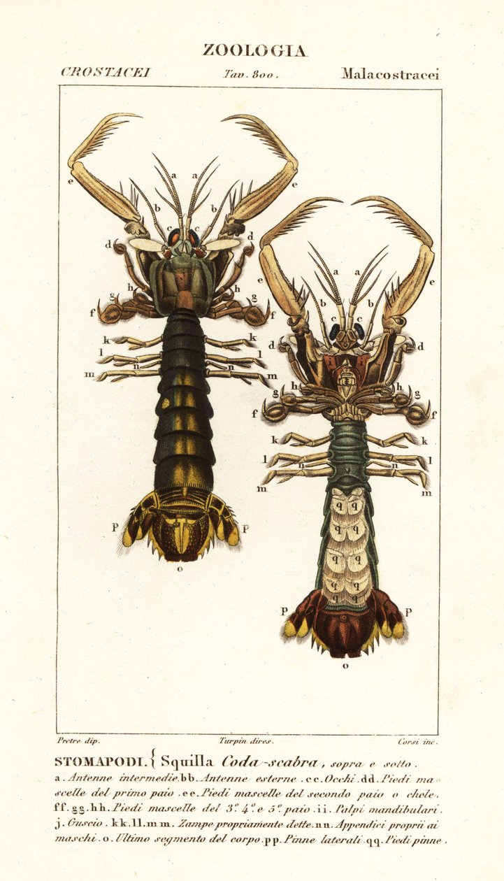 Krewetka modliszkowa, Lysiosquilla scabricauda autorstwa Corsi Corsi