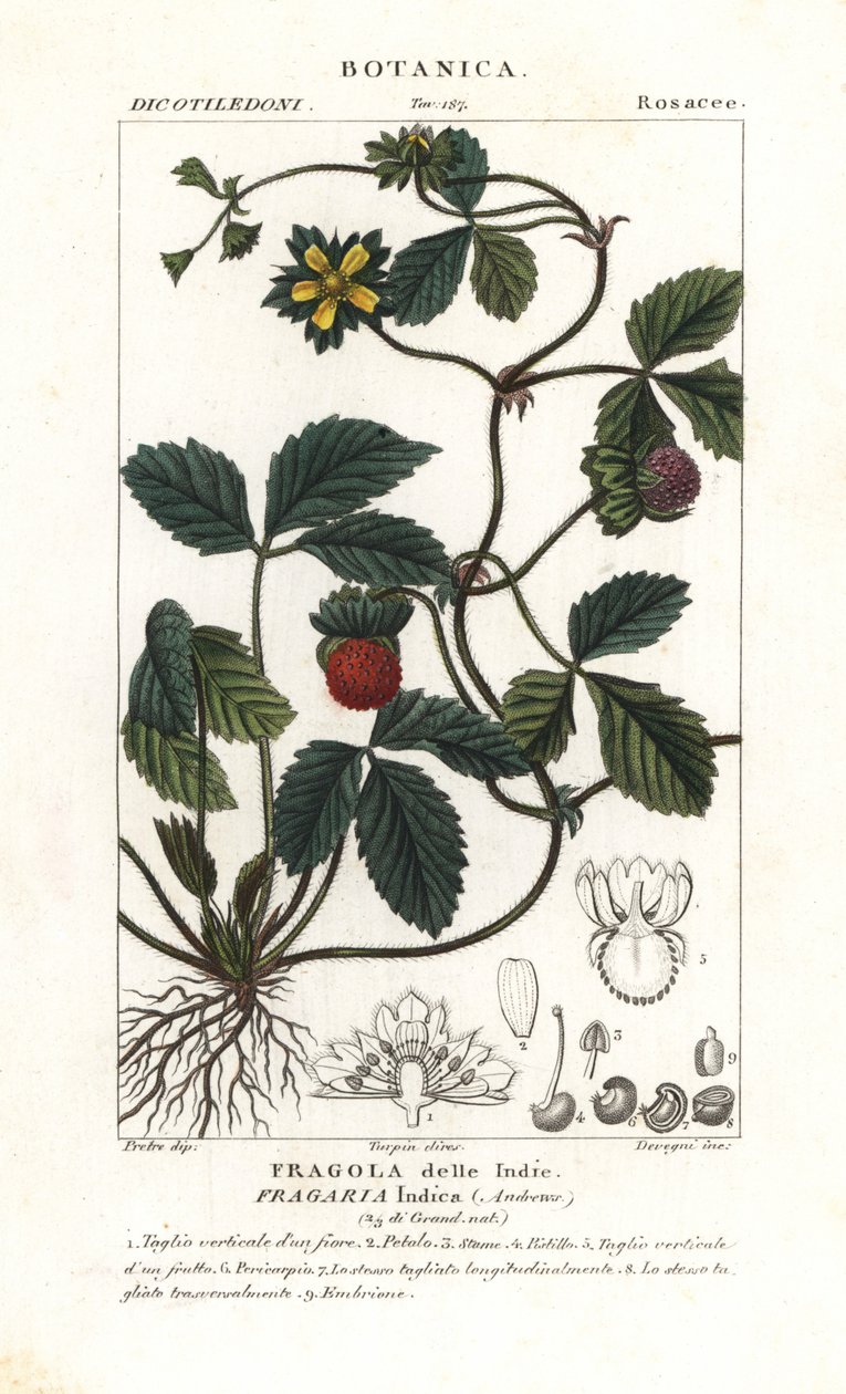 Mock truskawka, Potentilla indica autorstwa Corsi Corsi