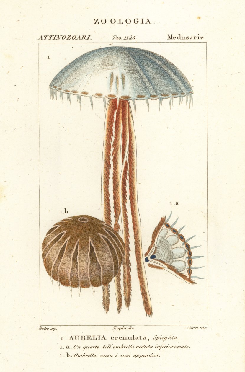 Meduza księżycowa, Aurelia crenulata autorstwa Corsi Corsi