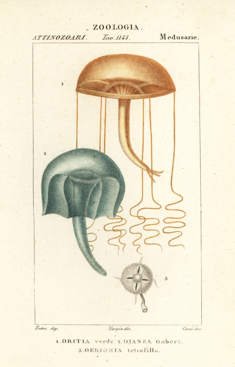 Meduza gołego oka, Orythia viridis, Oritia verde 1 i hydrozoans, Geryonia proboscidalis, Dianea gabert 2 i Liriope tetraphylla, Gerionia tetrafilla 3 autorstwa Corsi Corsi