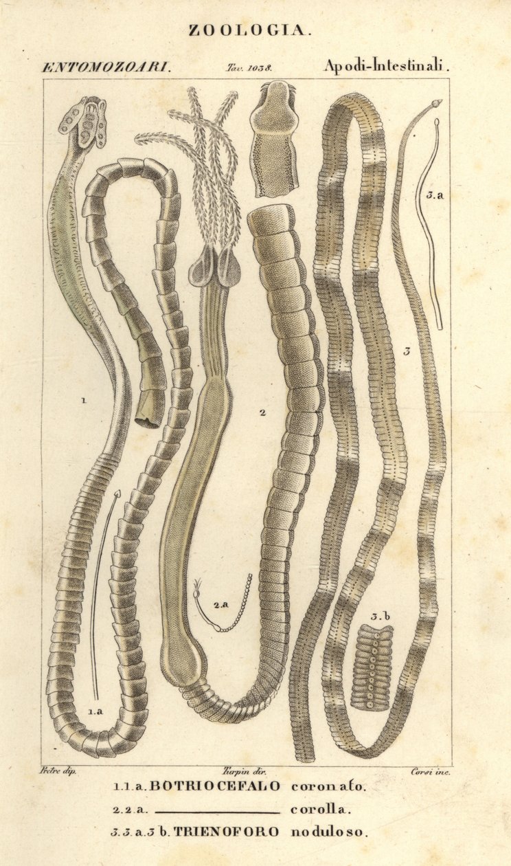 Pasożytnicze robaki i tasiemce, Bothriocephalus coronatus 1, Bothriocephalus corolla 2 i tasiemiec szczupak, Triaenophorus nodulosus 3 autorstwa Corsi Corsi