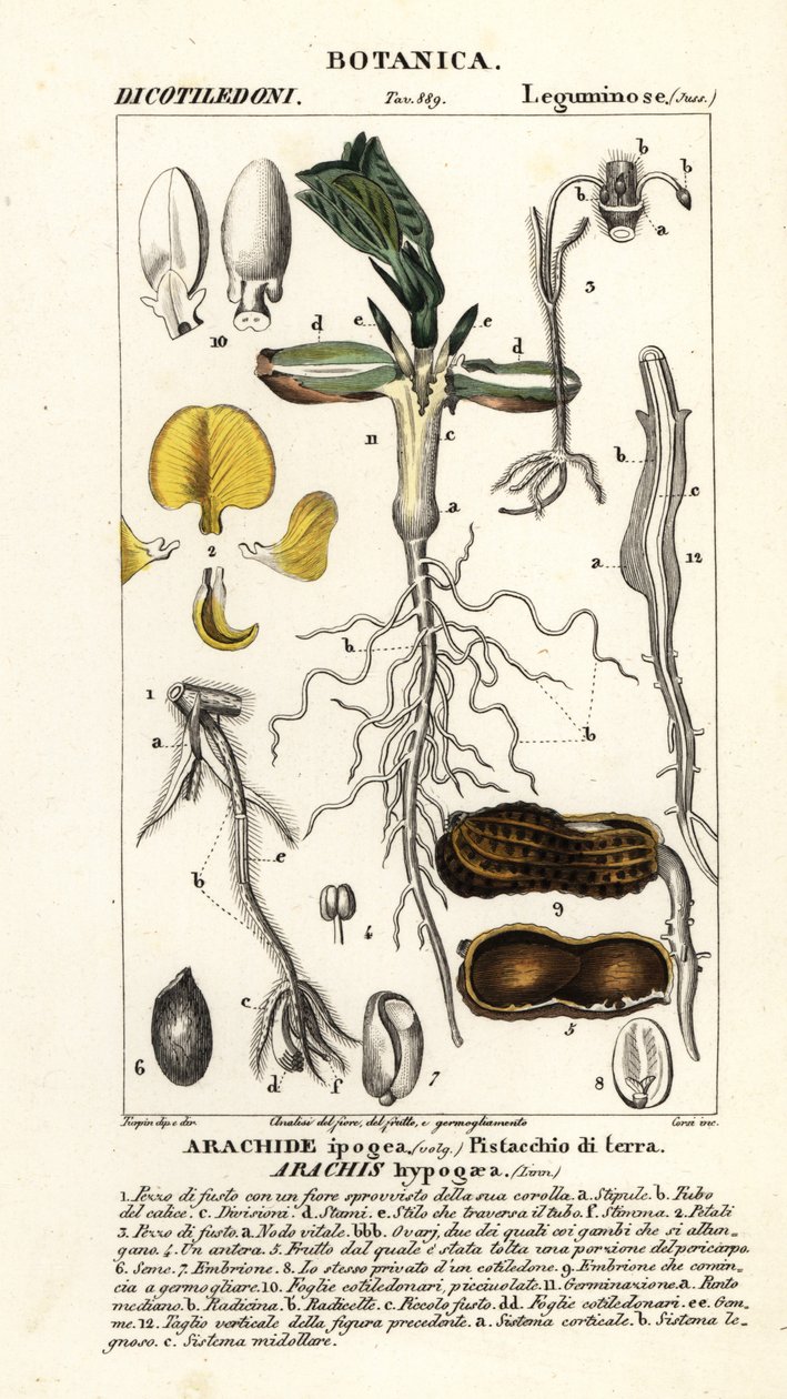 Orzeszki ziemne lub ziemne, Arachis hypogaea autorstwa Corsi Corsi
