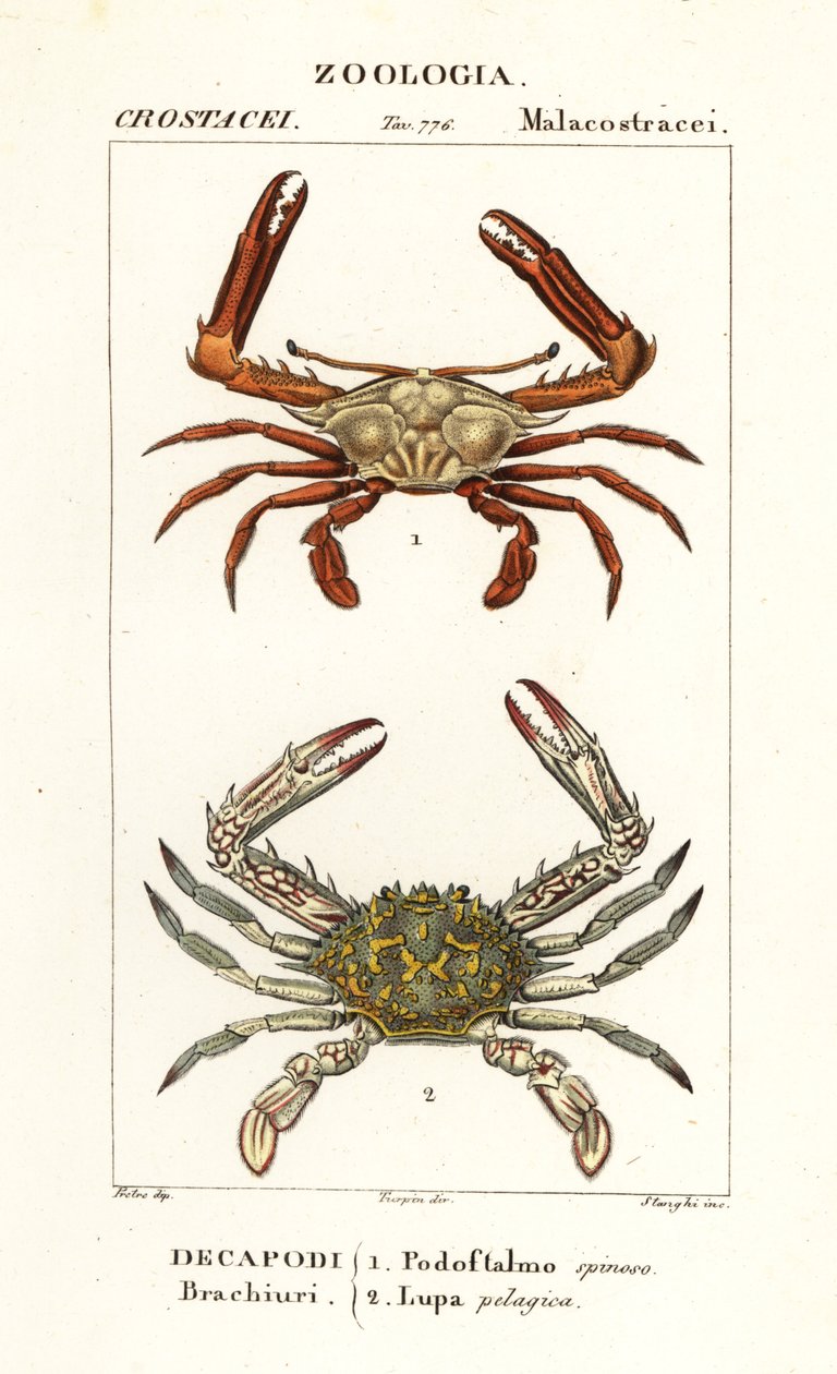 Krab peryskopowy i krab kwiatowy autorstwa Corsi Corsi