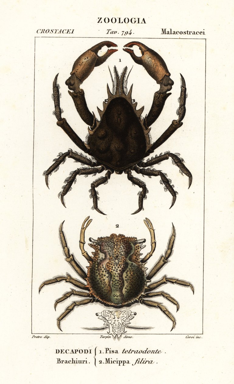 Tetraodon Pisa i Micippa philyra autorstwa Corsi Corsi
