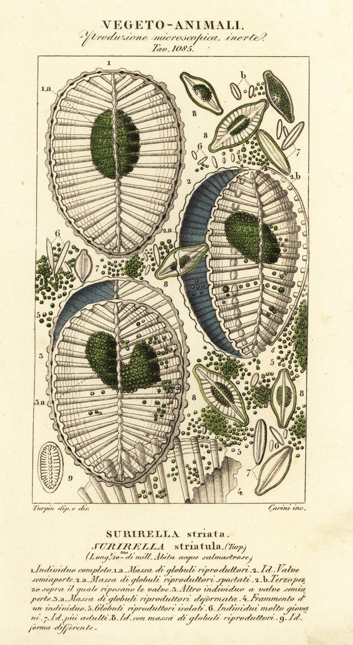 Plankton, Surirella striatula, Surirella striata autorstwa Corsi Corsi