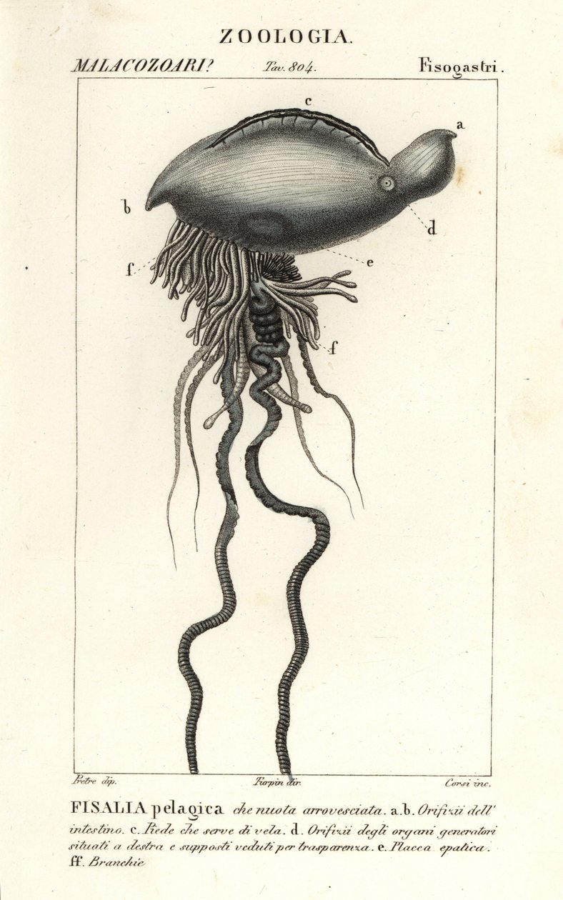 Portugalczyk wojenny, Physalia physalis autorstwa Corsi Corsi