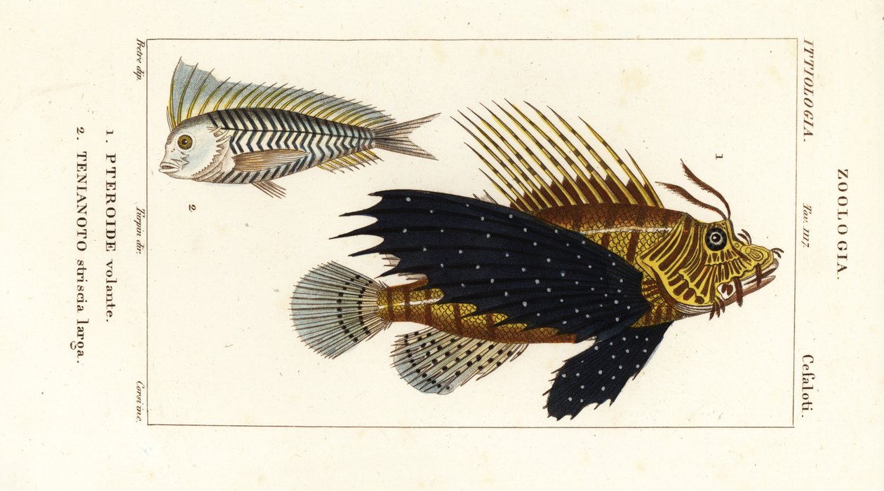 Skrzydlica czerwona, Pterois volitans, Pteroide volante 1 i blue blanquillo, Taenianotus latovittatus, Tenianoto striata larga 2 autorstwa Corsi Corsi