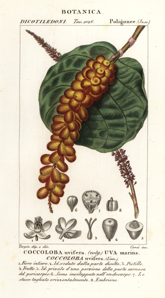 Winogrono morskie lub winogrono laurowe, Coccoloba uvifera, Winogrono morskie autorstwa Corsi Corsi