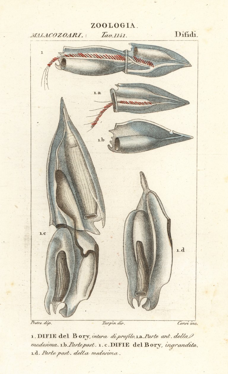 Syfonofory, Diphyes dispar, Diphyes boryi, Difie del Bory autorstwa Corsi Corsi