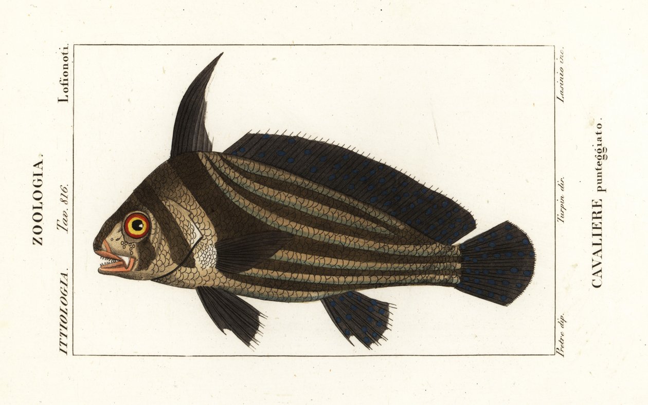 Bęben plamisty, Eketus punctatus Equests punctatus, Cavaliere punteggiato autorstwa Corsi Corsi